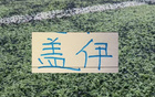 上桌 不再是米内罗 而是变成盖伊！亚冠二级联赛首胜后 申花也是一扫阴霾