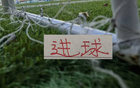 这两年申花锋霸帽子戏法 马莱莱 米内罗 阿苏埃 路易斯 谁的含金量更加高