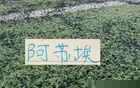 也是好事！大连斯坦丘 武汉的卡迪斯 申花阿苏埃重返国家队